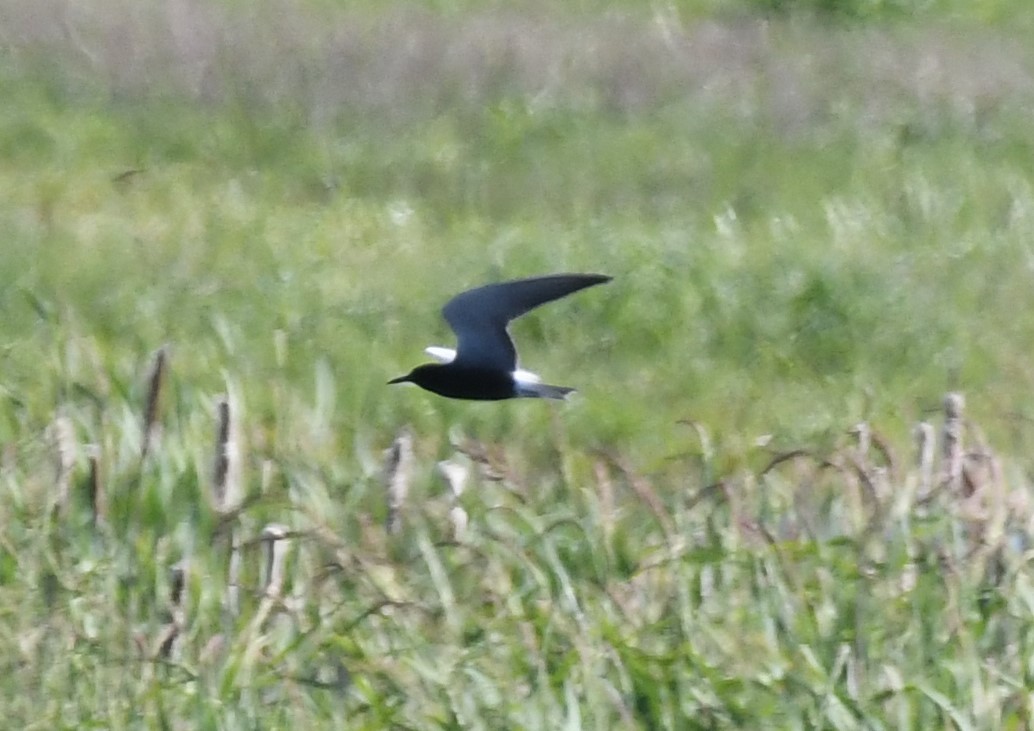 Хилэн хараалай - ML340466531