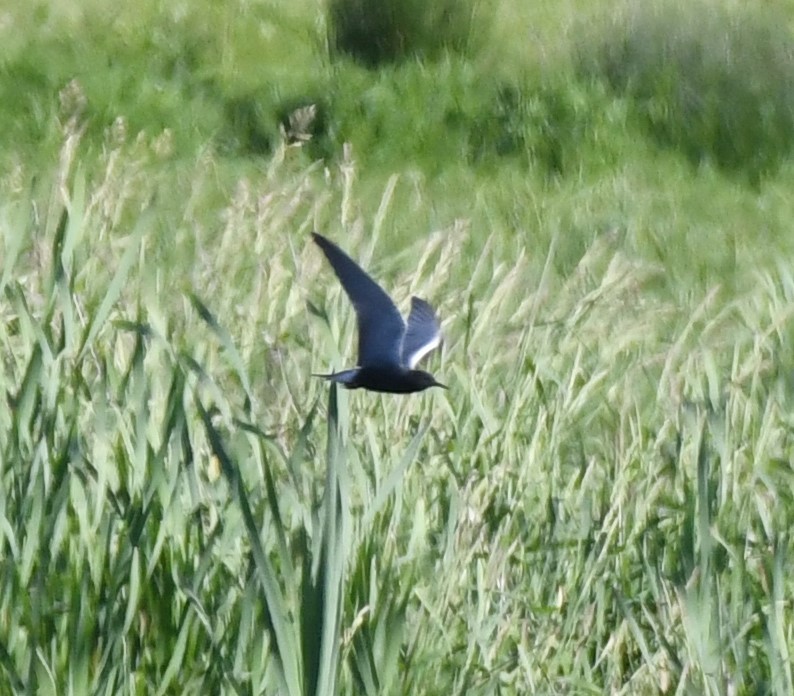 Хилэн хараалай - ML340466761