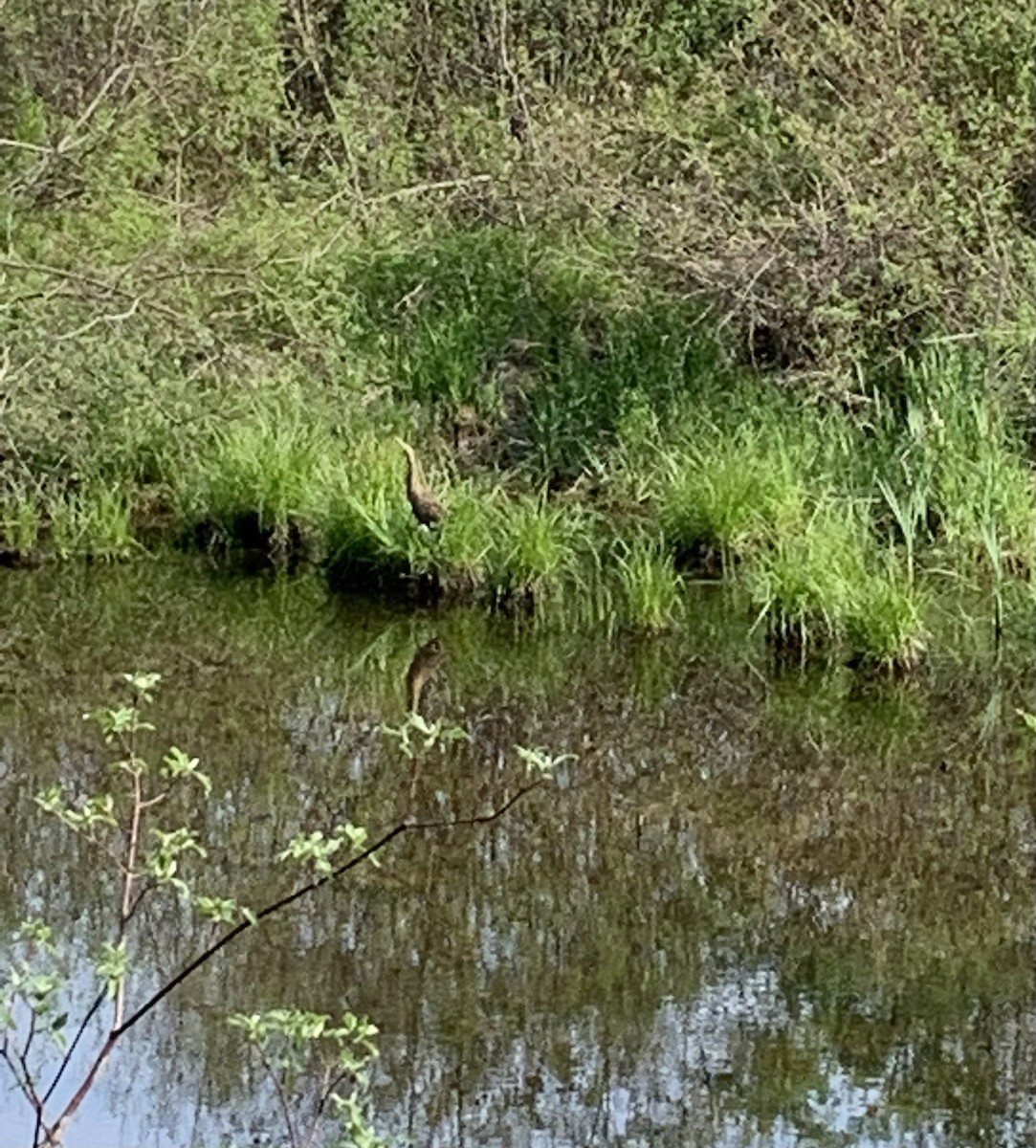 American Bittern - Carol McCluskey