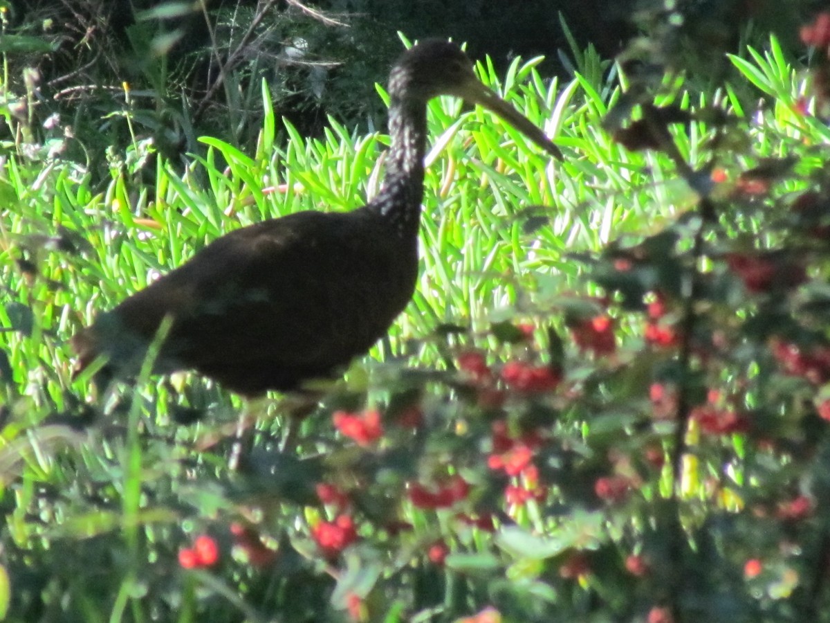 Limpkin - César Piñones Cañete