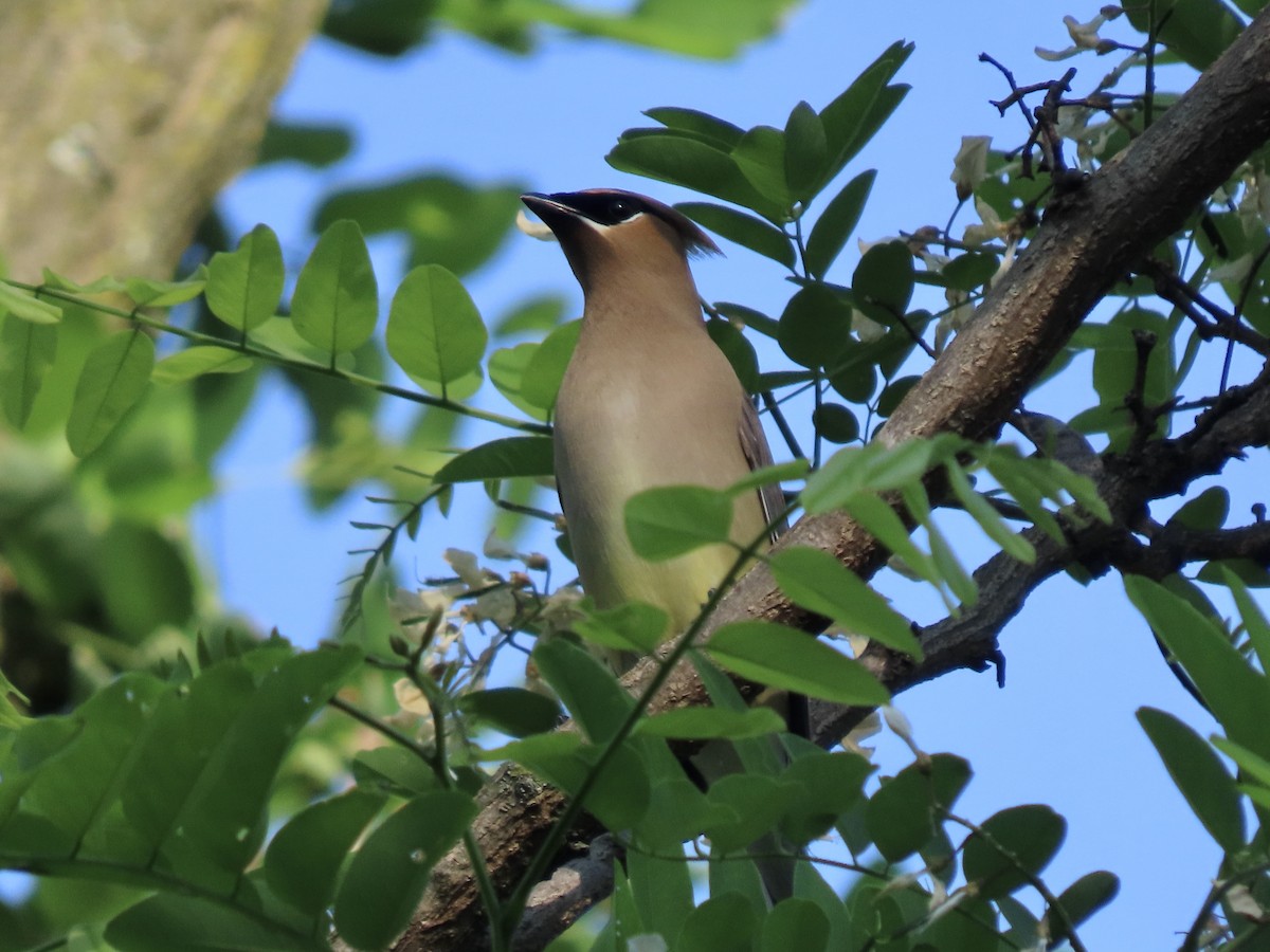 Cedar Waxwing - Gerry Hawkins