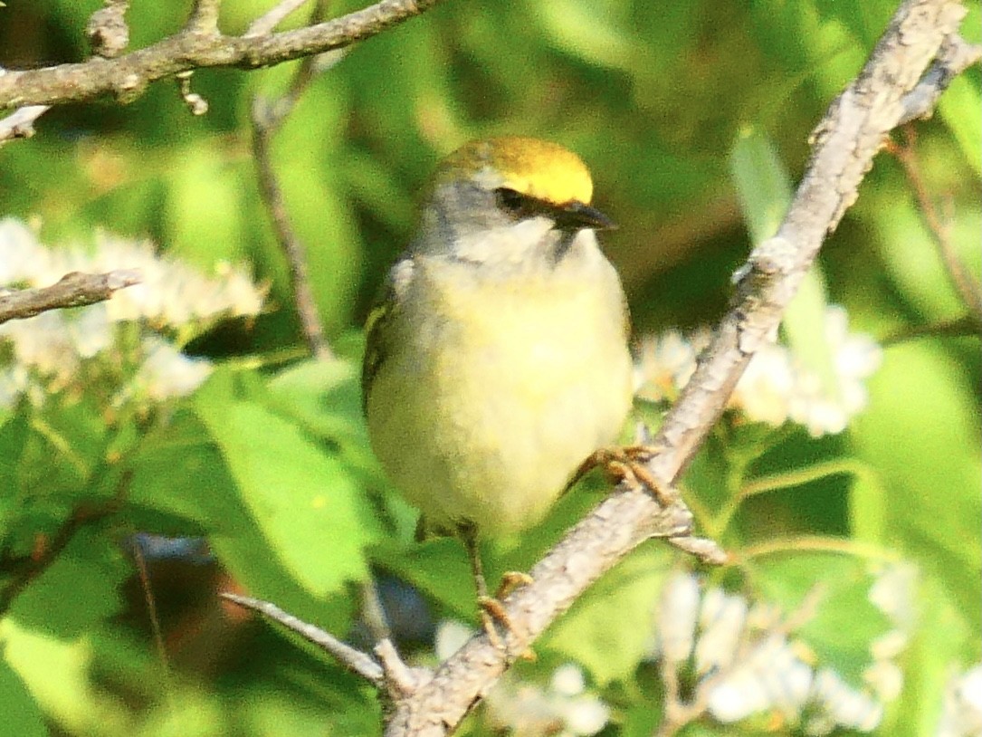 Golden-winged x Blue-winged Warbler (hybrid) - ML340474081