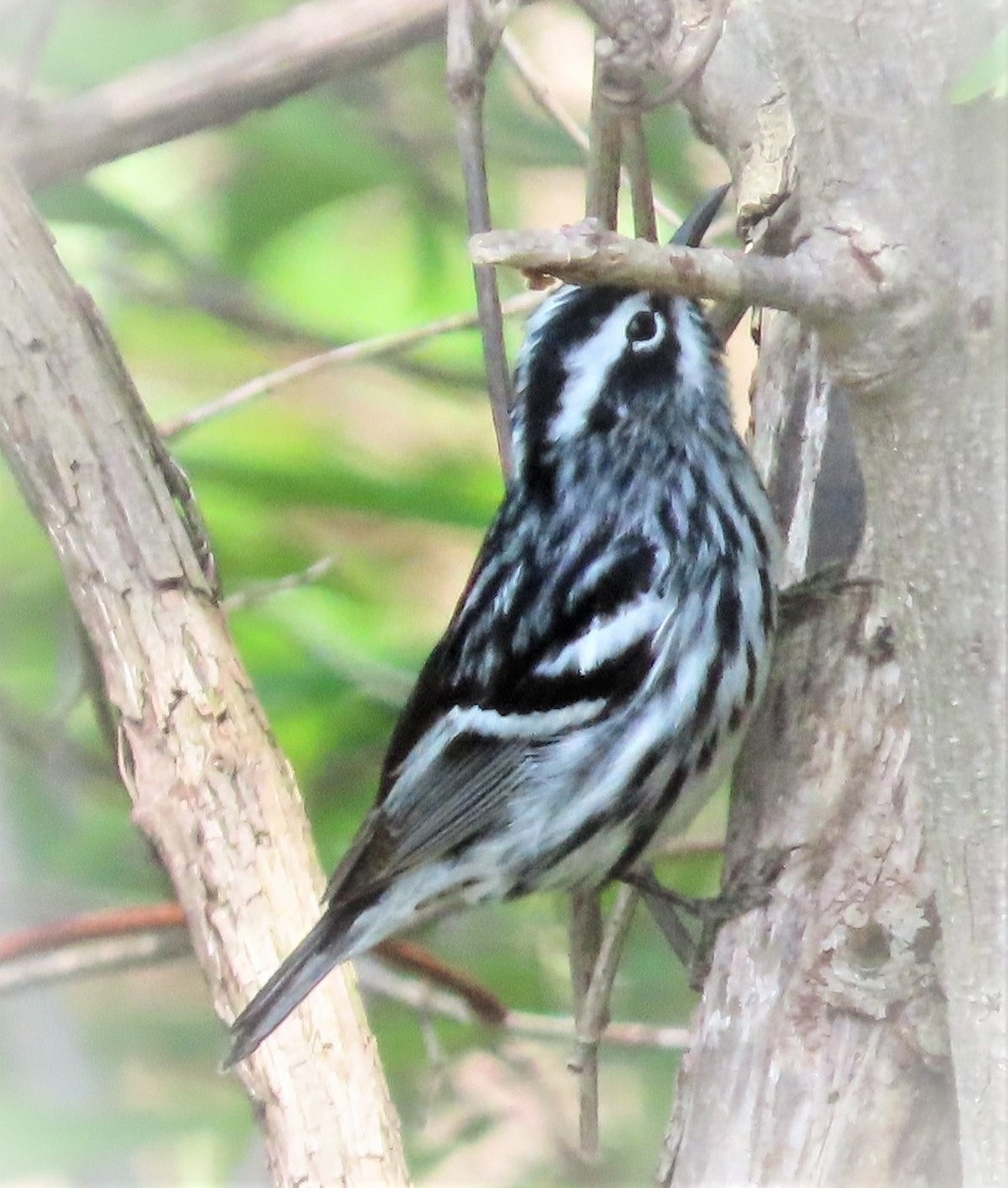 Black-and-white Warbler - David English