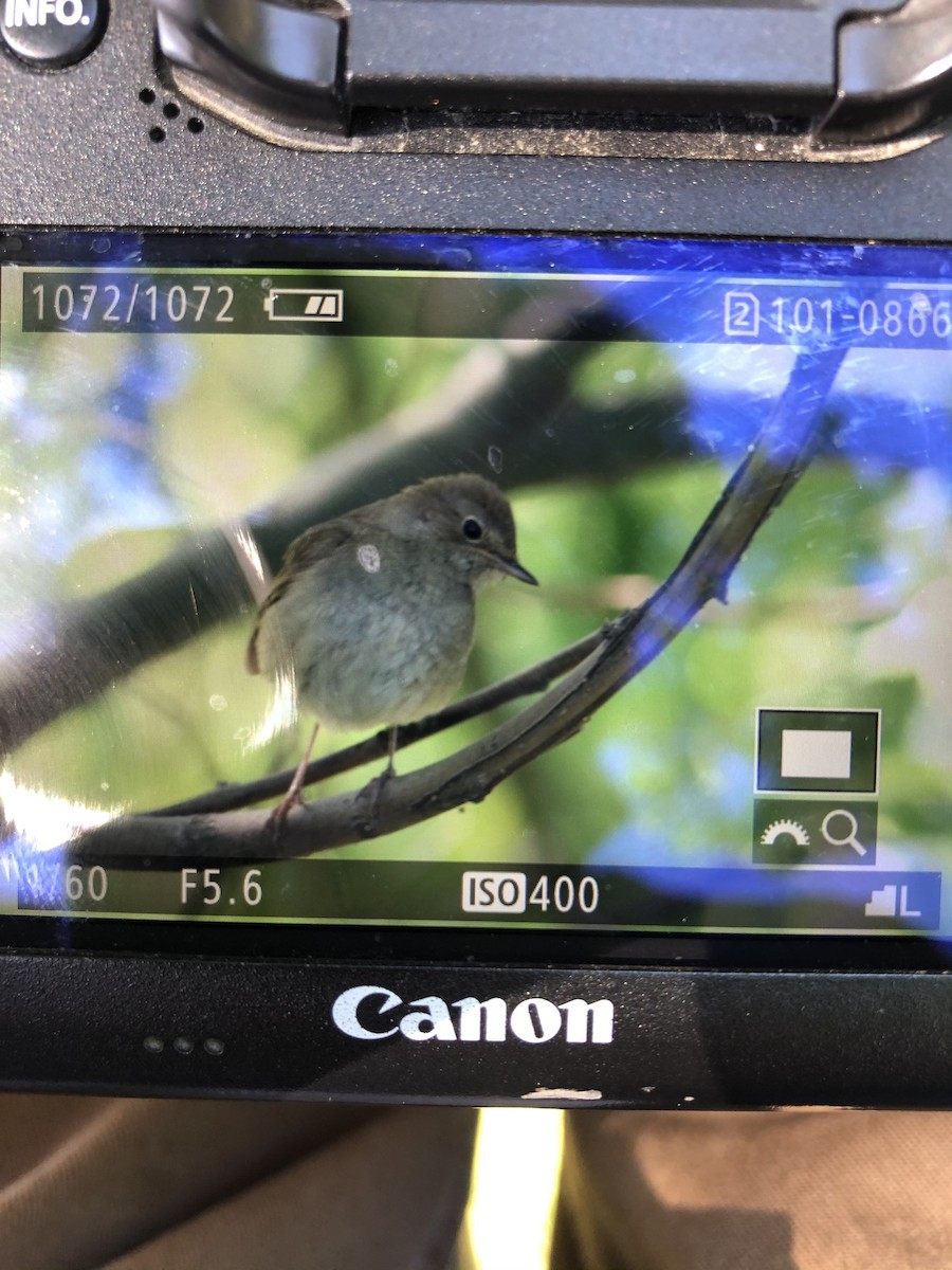 Thrush Nightingale - ML340474461