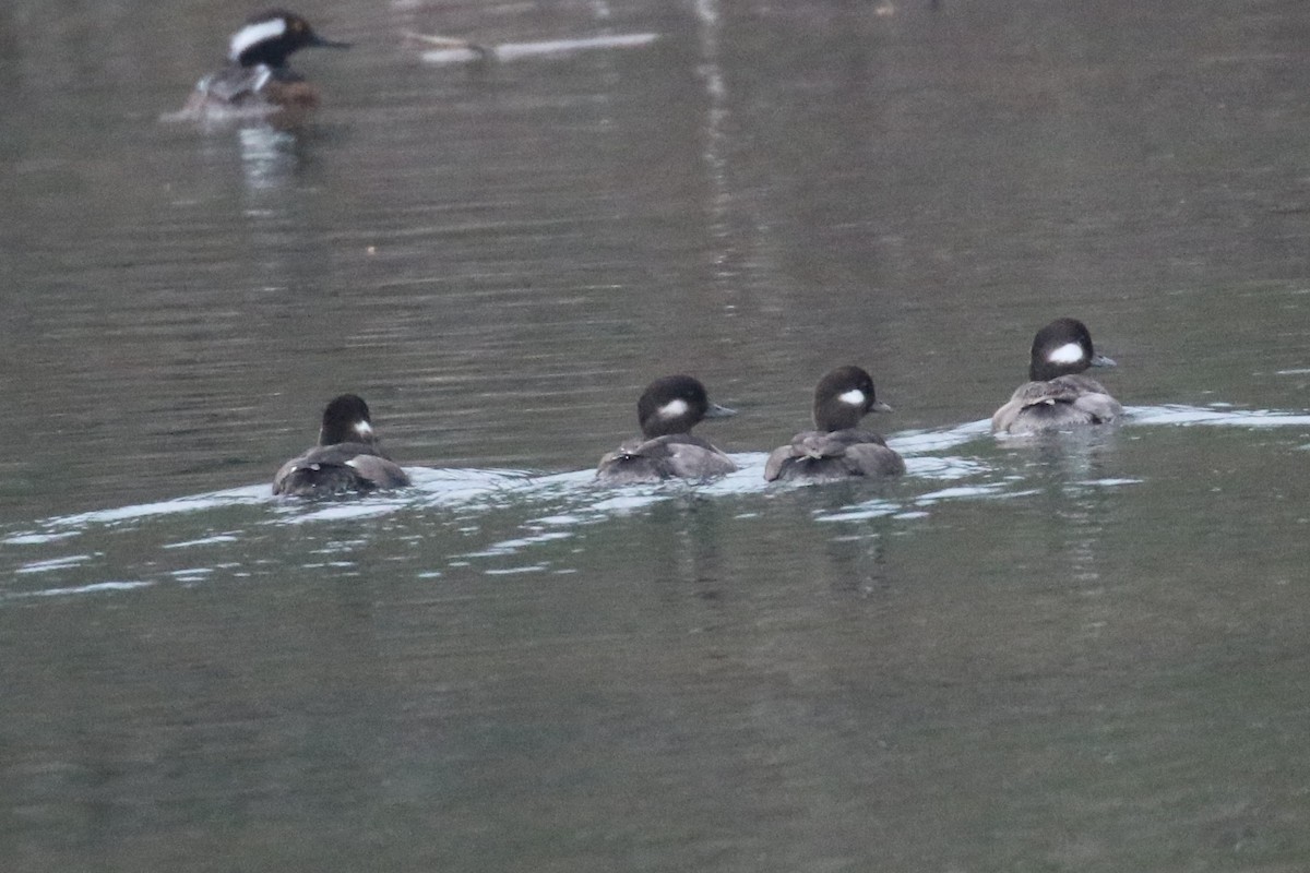 Bufflehead - Stan Phippen