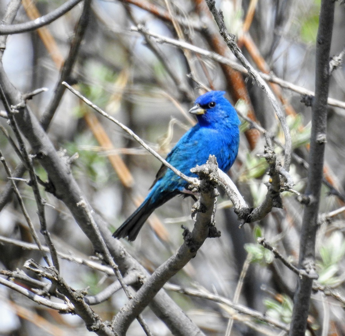 Indigo Bunting - ML340474881