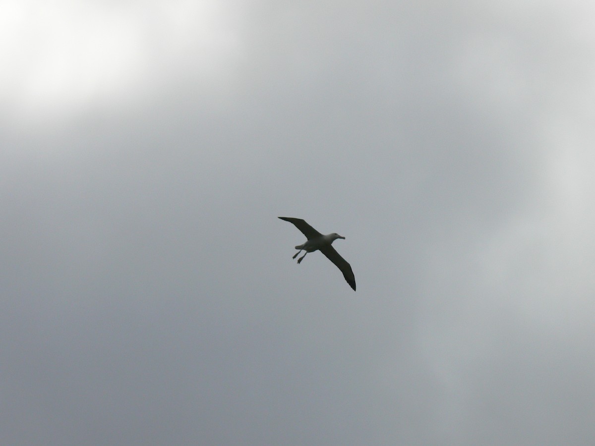 Northern/Southern Royal Albatross - ML340475461