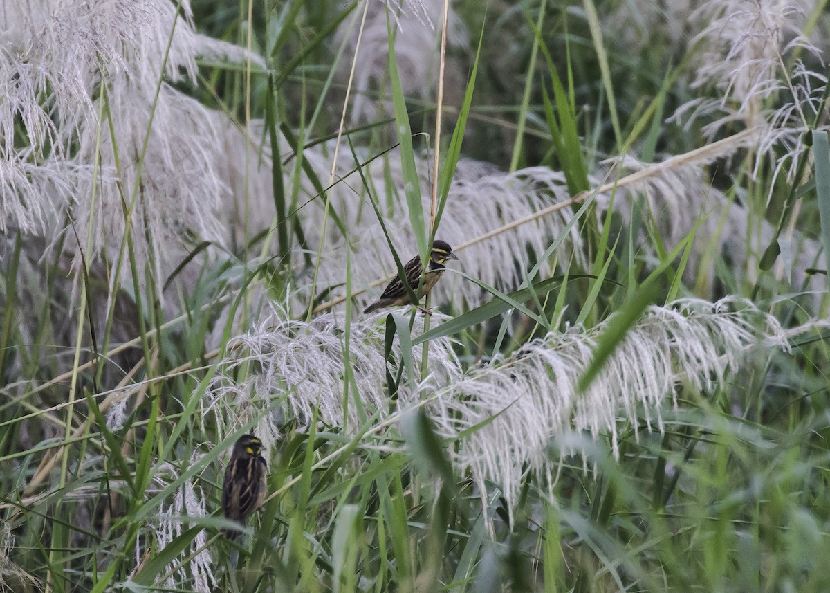 Black-breasted Weaver - ML340475611