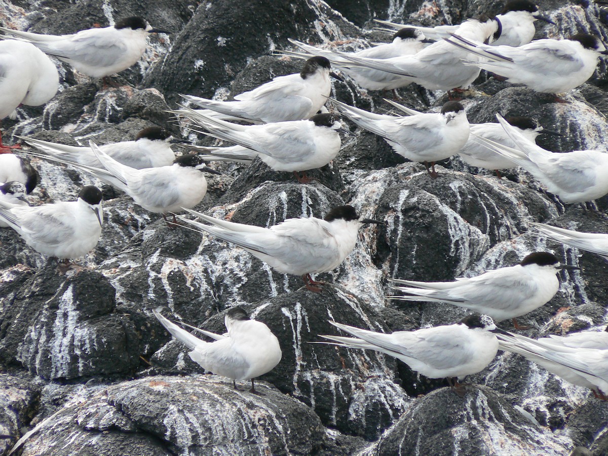 White-fronted Tern - ML340475651