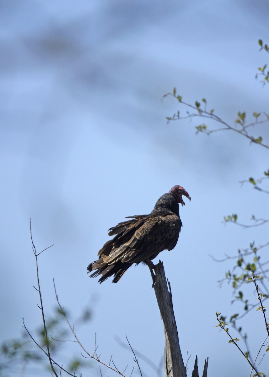 Turkey Vulture - ML340476711