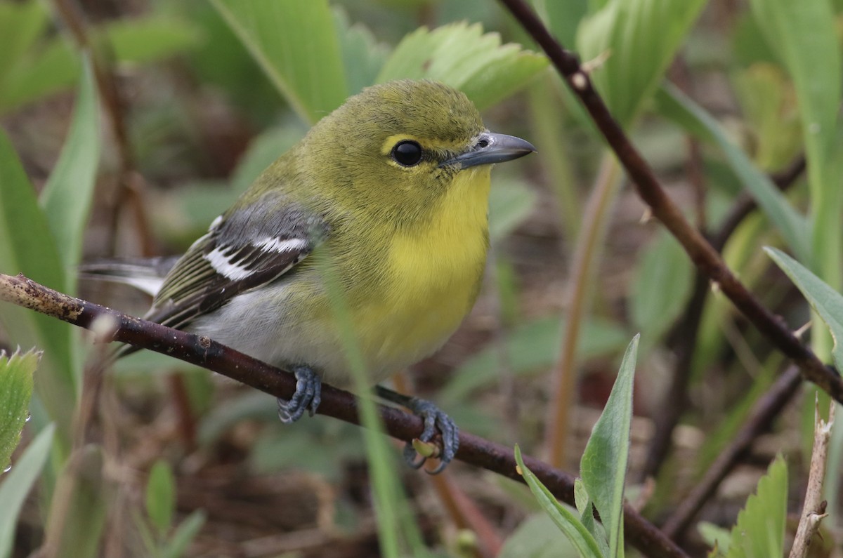 Yellow-throated Vireo - ML340476901