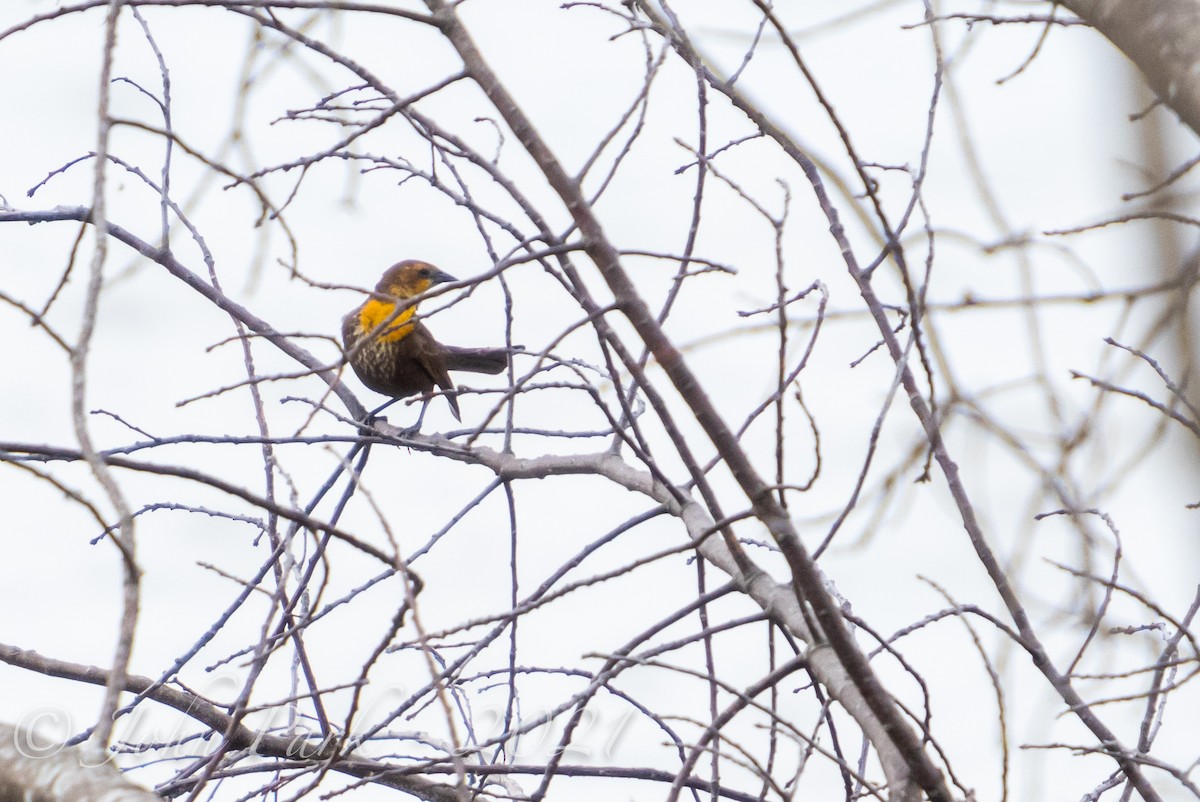 Yellow-headed Blackbird - ML340478271