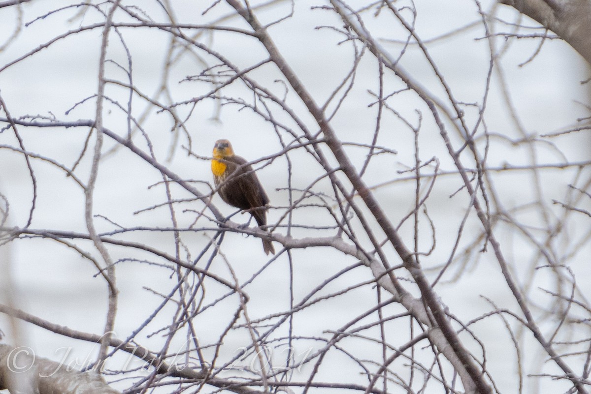 Yellow-headed Blackbird - ML340478531