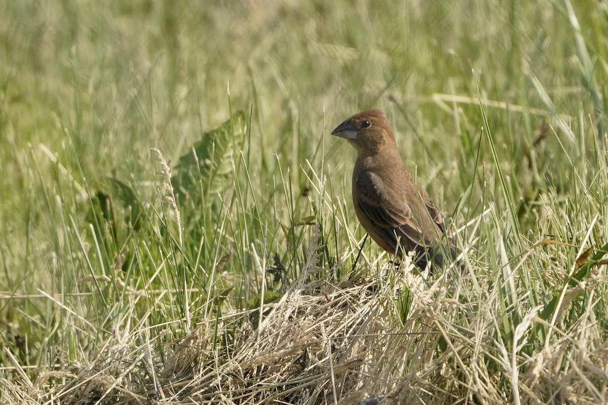 Blue Grosbeak - ML340478701
