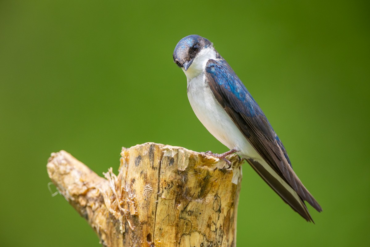 Tree Swallow - ML340479171