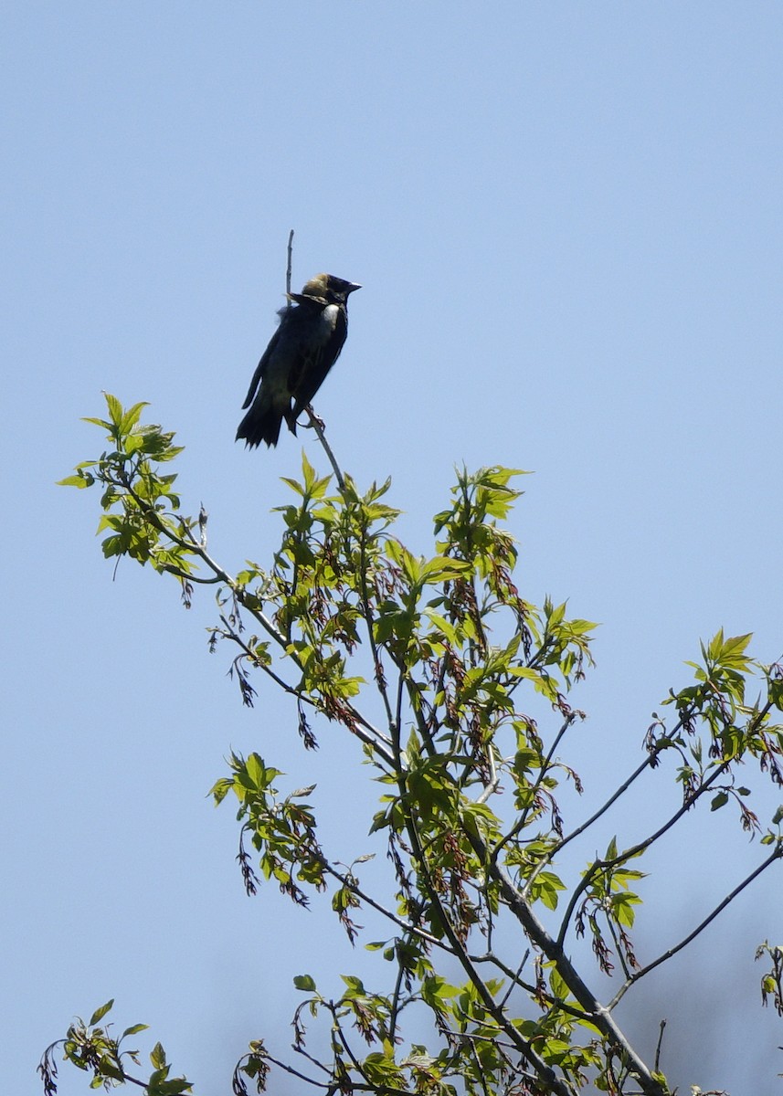 Bobolink - Tim Cutts