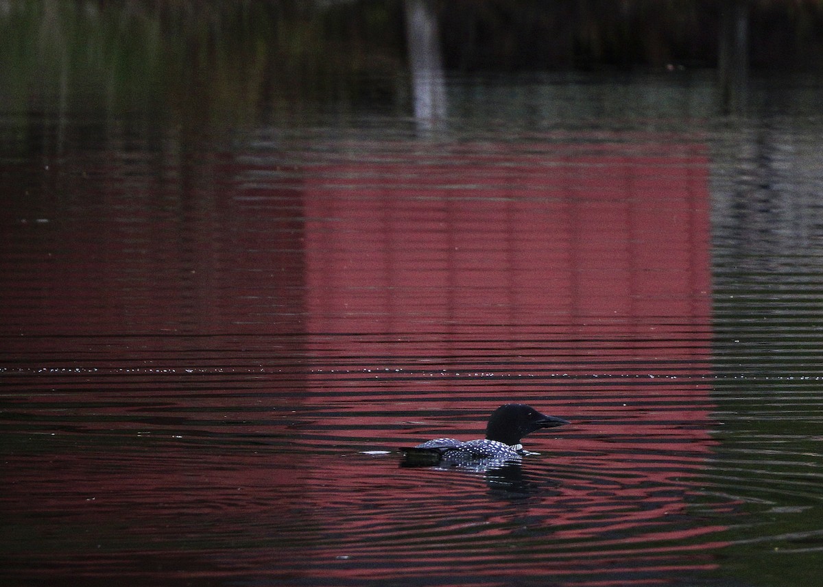 Common Loon - Tim Cutts