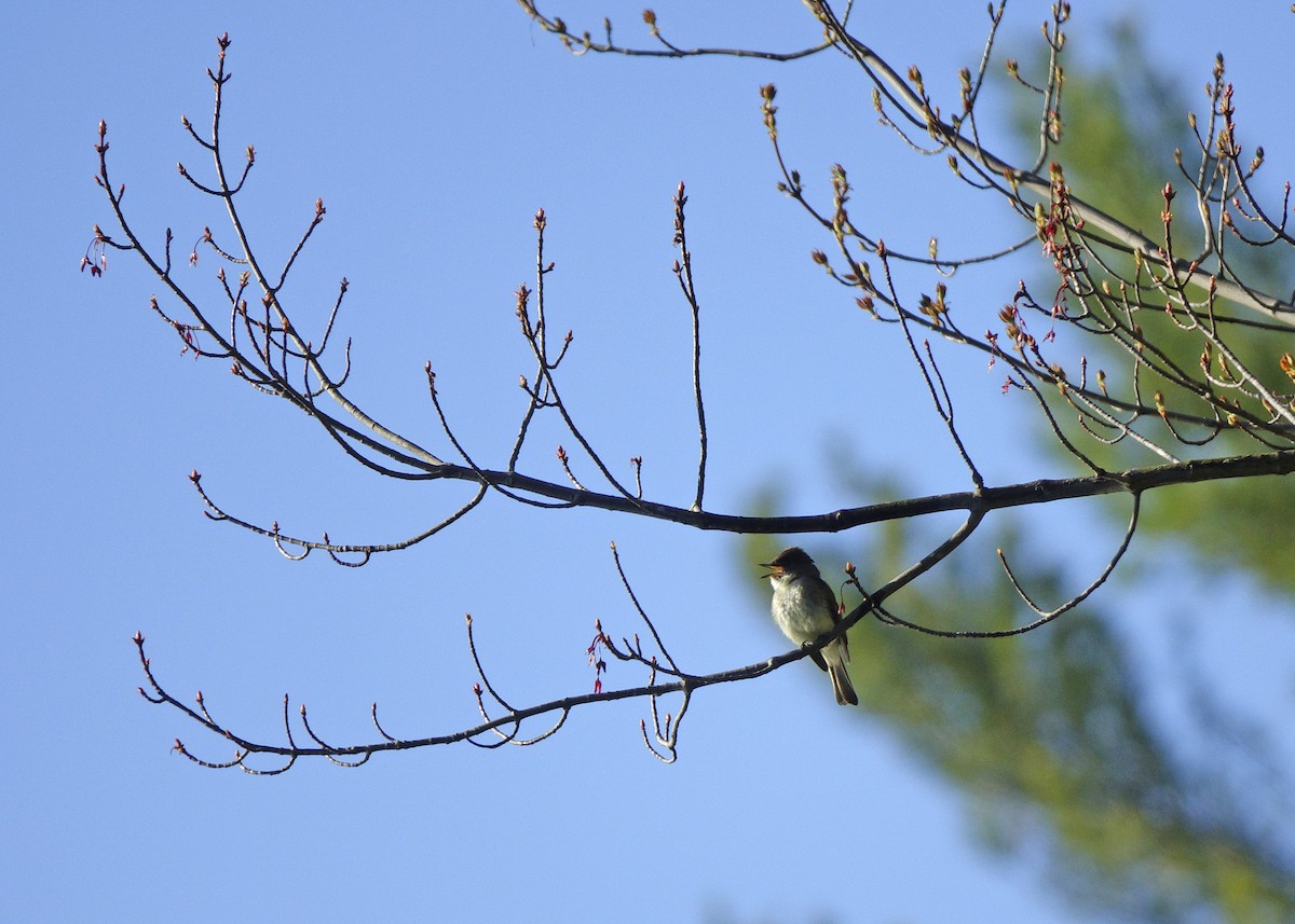 Eastern Phoebe - Tim Cutts