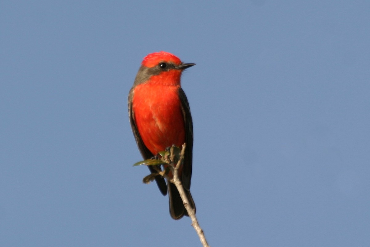 Vermilion Flycatcher - ML340481431