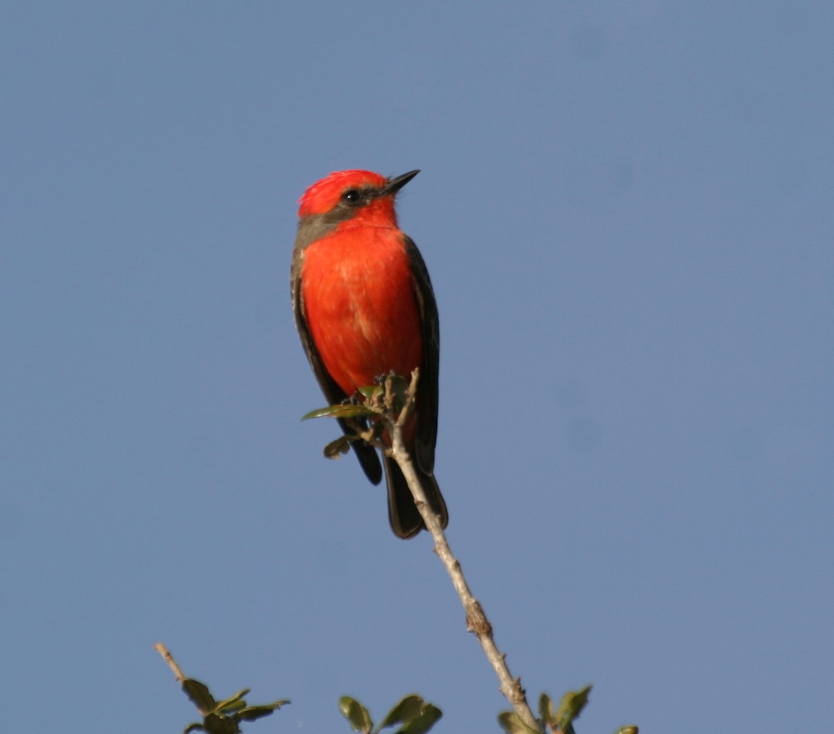 Vermilion Flycatcher - ML340481501