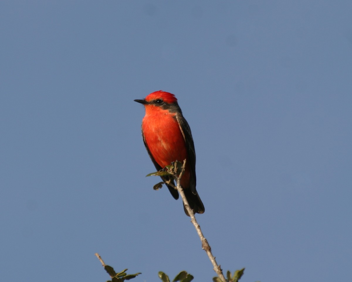 Vermilion Flycatcher - ML340481571