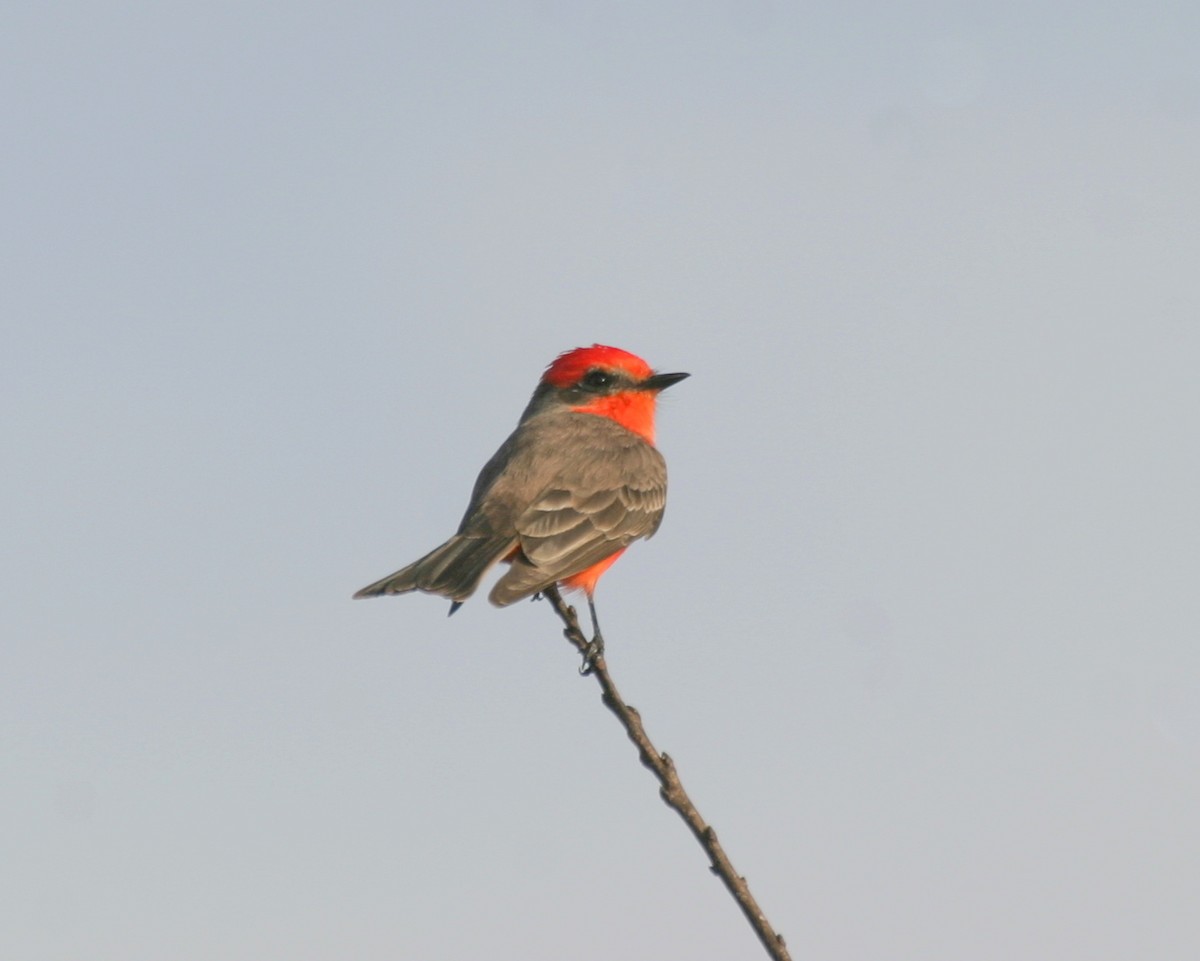 Vermilion Flycatcher - ML340481621