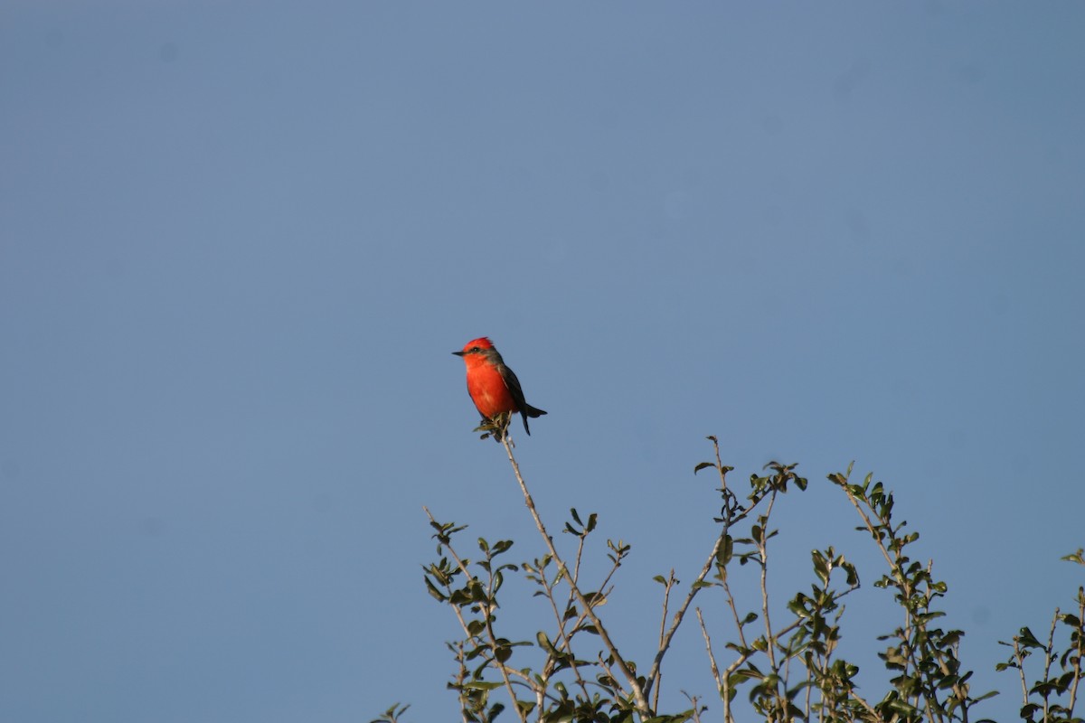 Vermilion Flycatcher - ML340481671