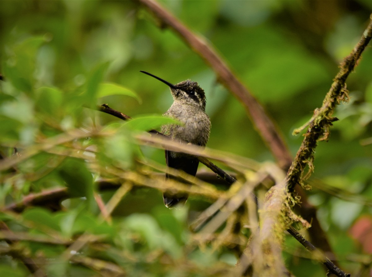 Talamanca Hummingbird - ML340482051