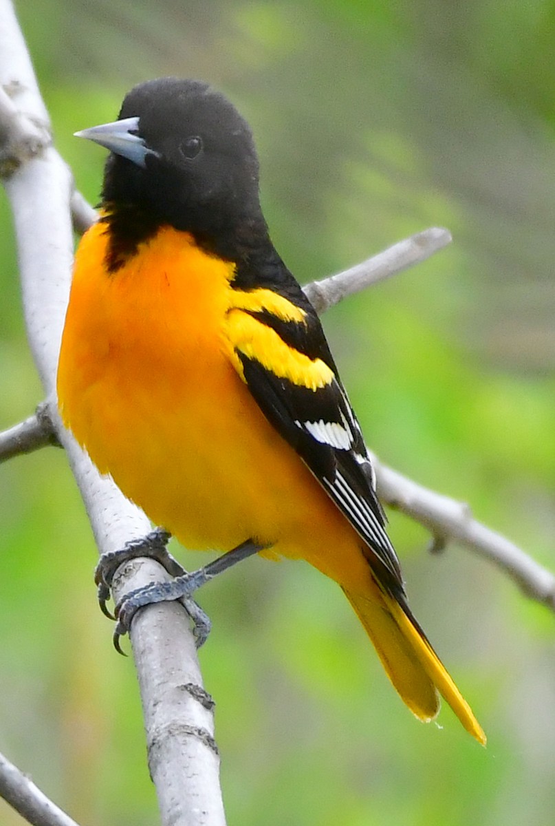 Baltimore Oriole - ML340482111