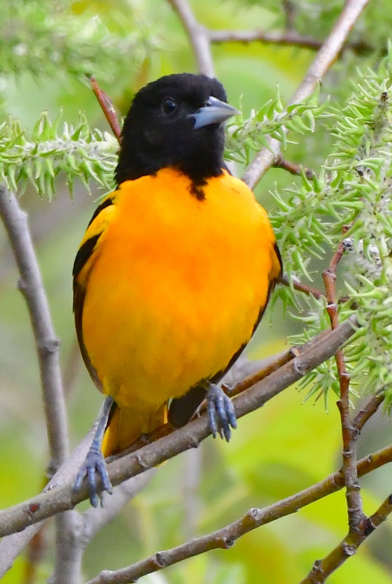 Baltimore Oriole - ML340482161