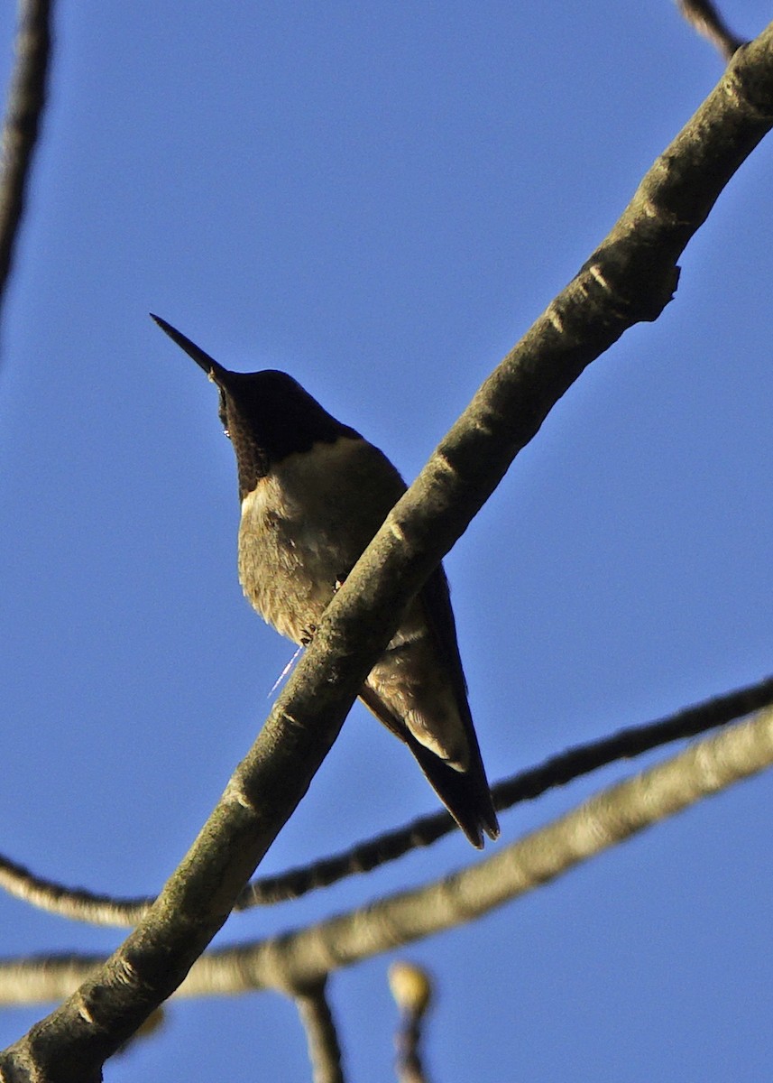 Ruby-throated Hummingbird - ML340482181