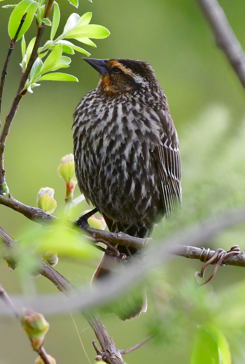 Red-winged Blackbird - ML340482351