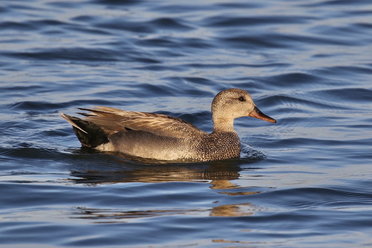 Gadwall - Russ Morgan