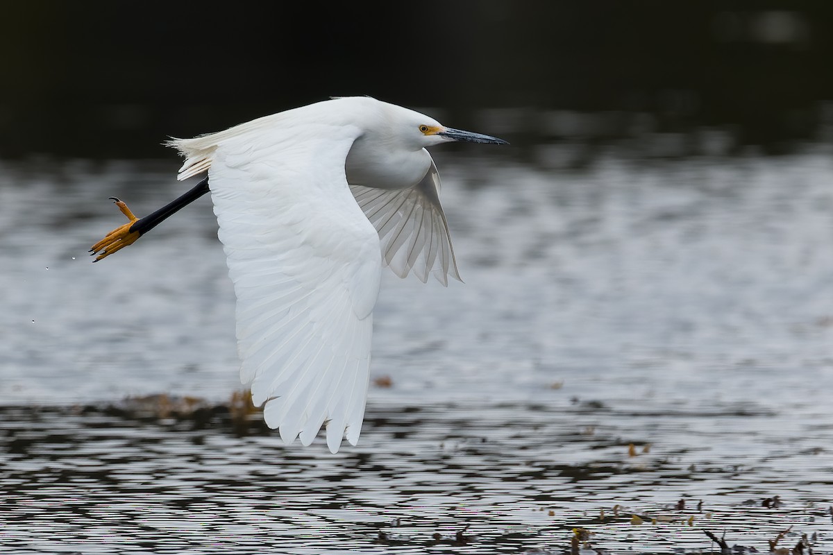 Snowy Egret - ML340482591