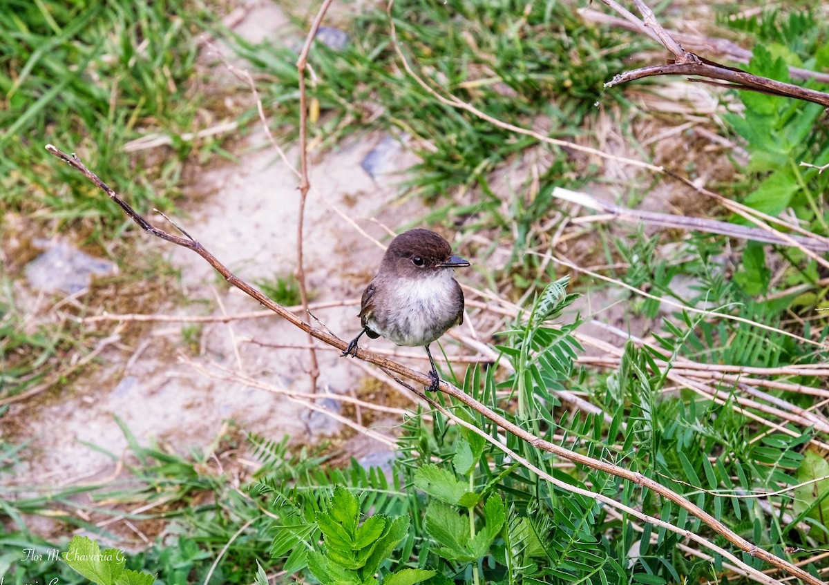 Eastern Phoebe - ML340483451