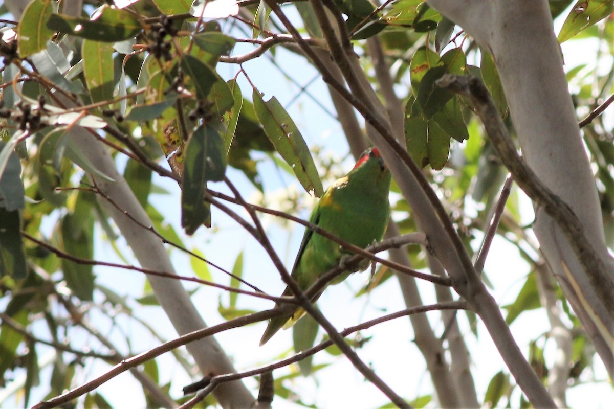 Musk Lorikeet - ML340484481