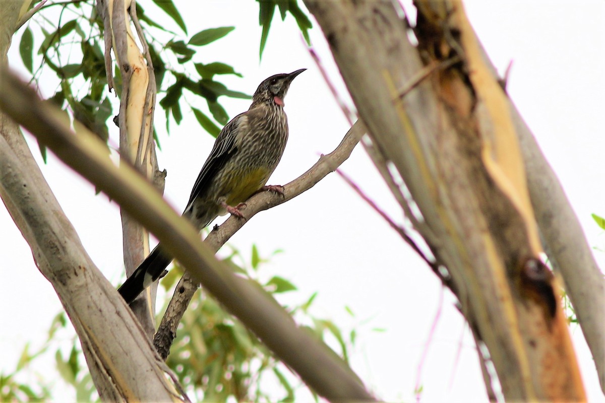 Red Wattlebird - ML340485011