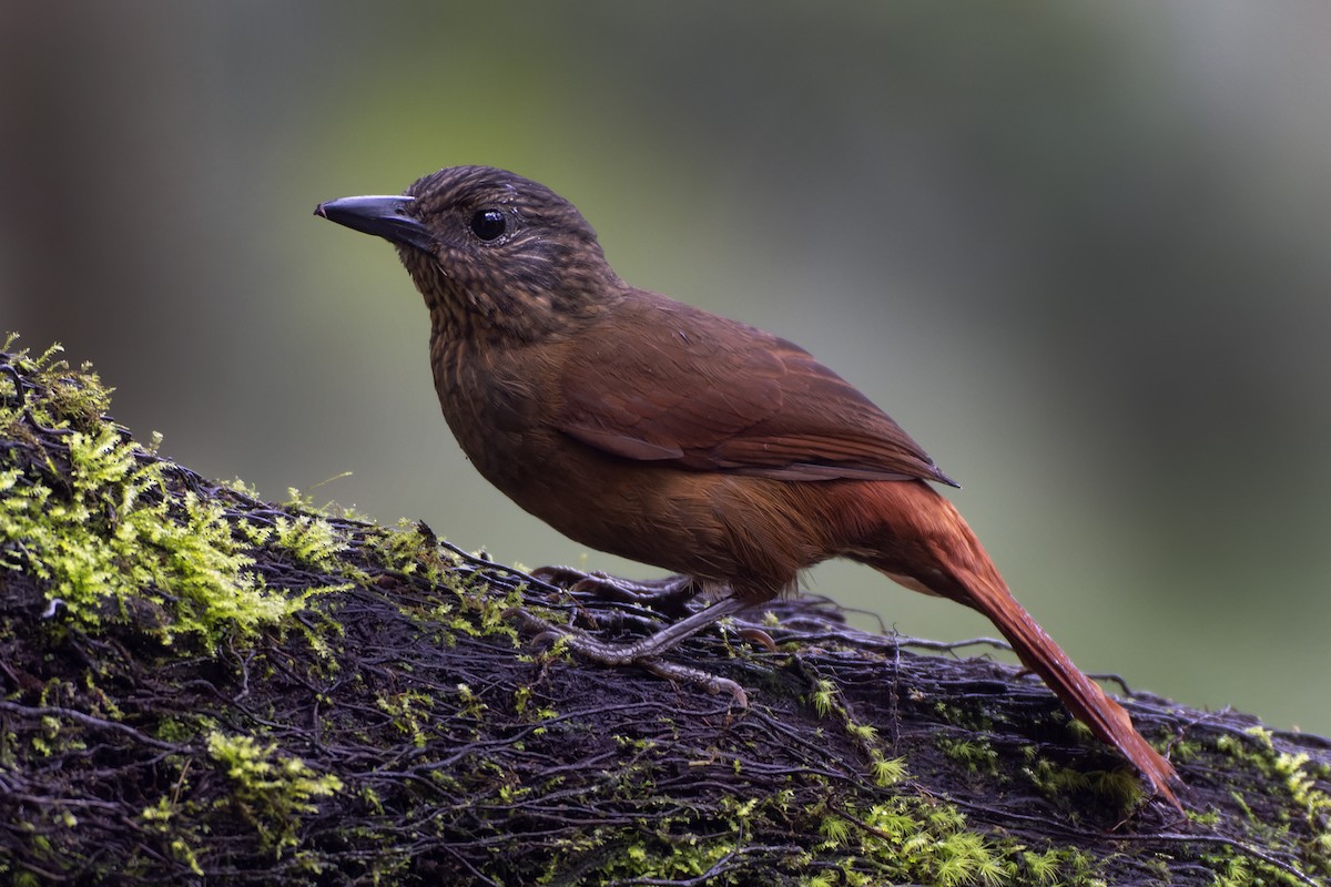 Streak-capped Treehunter - ML340486671