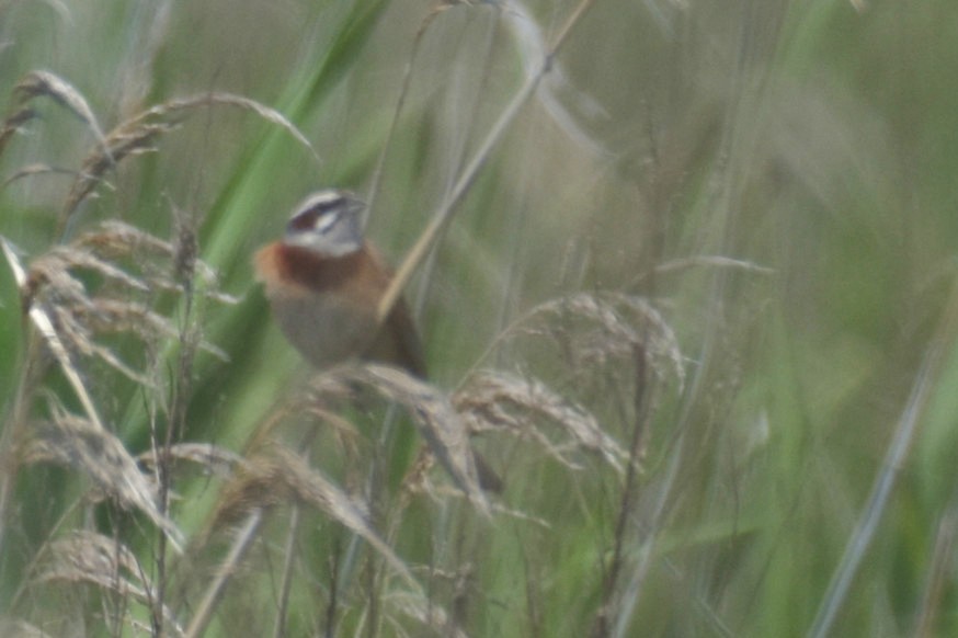 Meadow Bunting - Anonymous