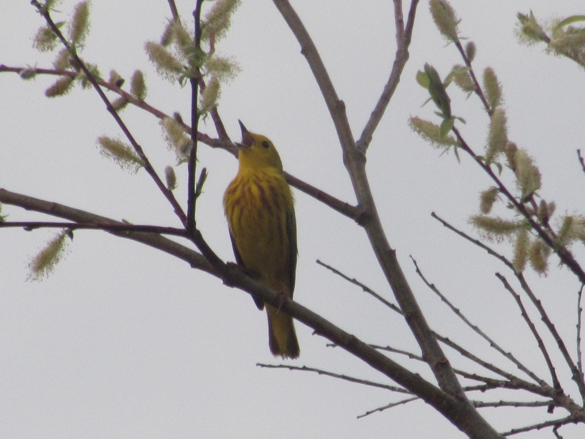 Yellow Warbler - ML340488251