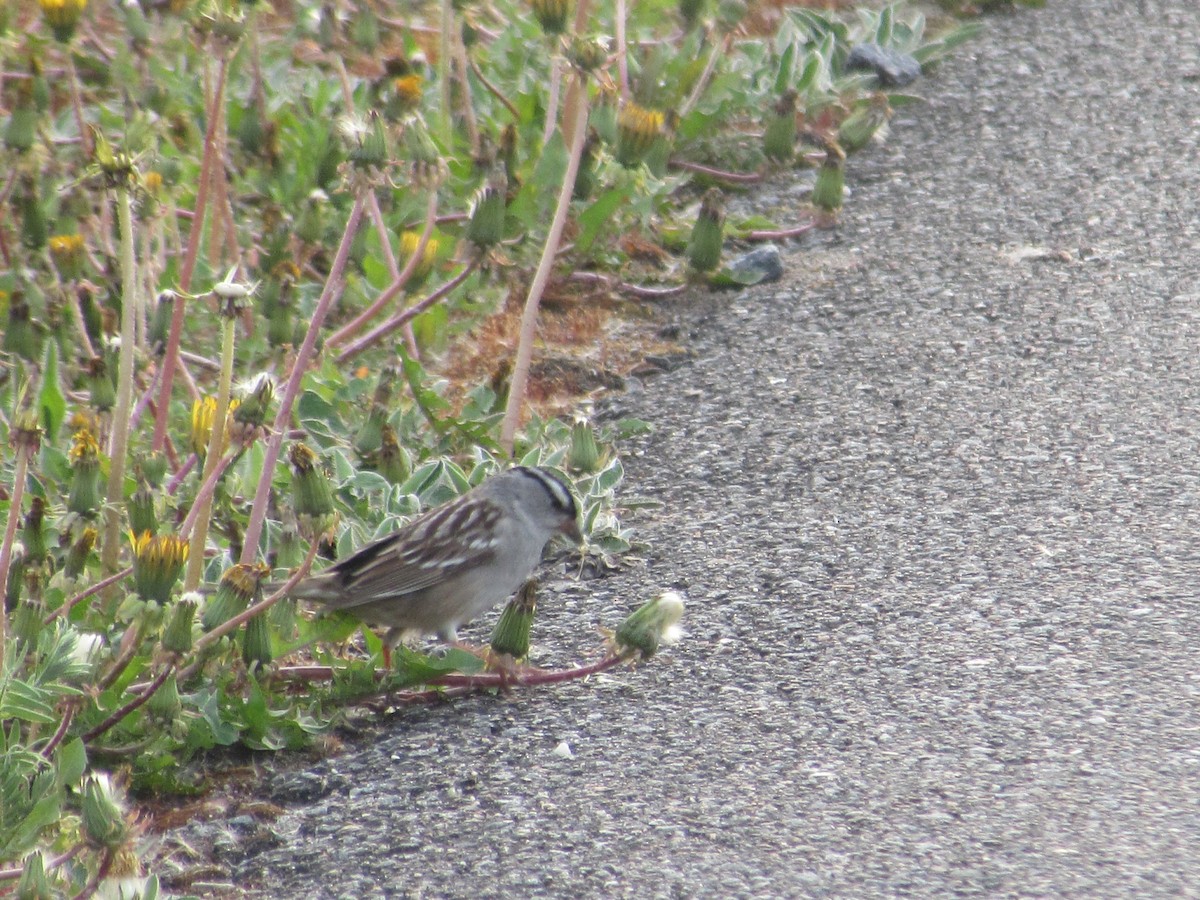 White-crowned Sparrow - ML340488661