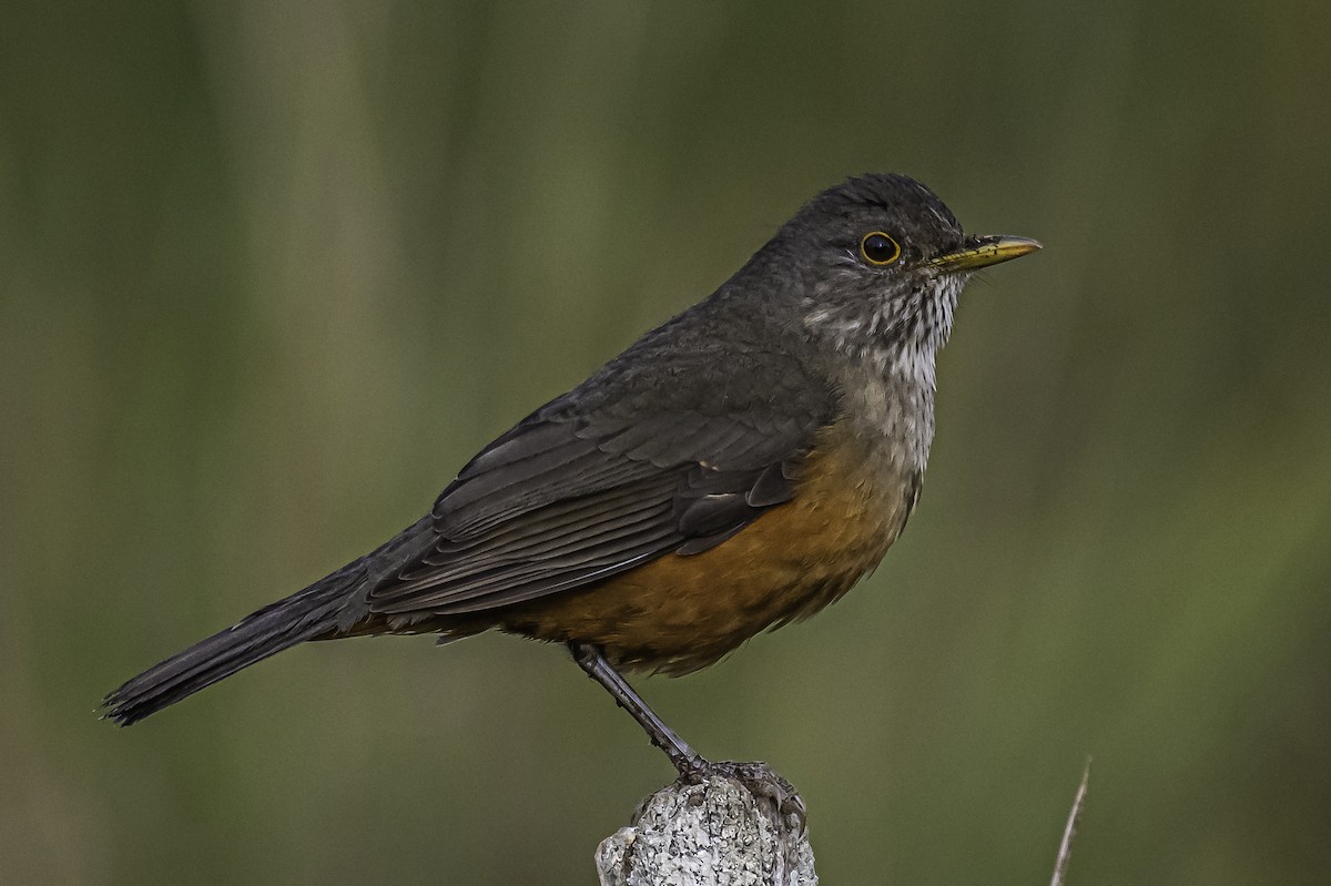 Rufous-bellied Thrush - Amed Hernández