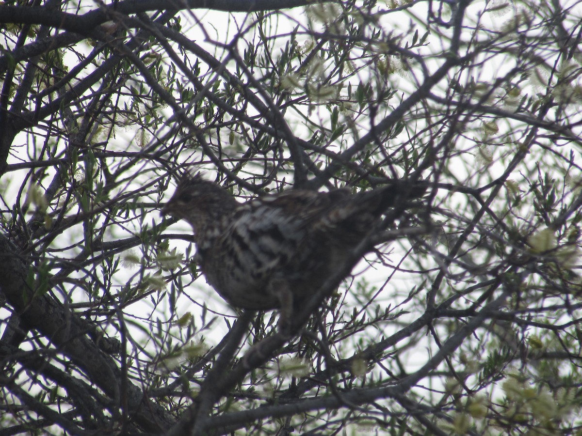 Ruffed Grouse - ML340488961