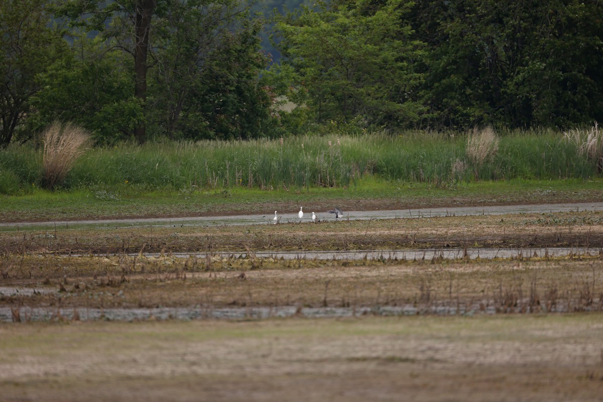 Tricolored Heron - ML340489141