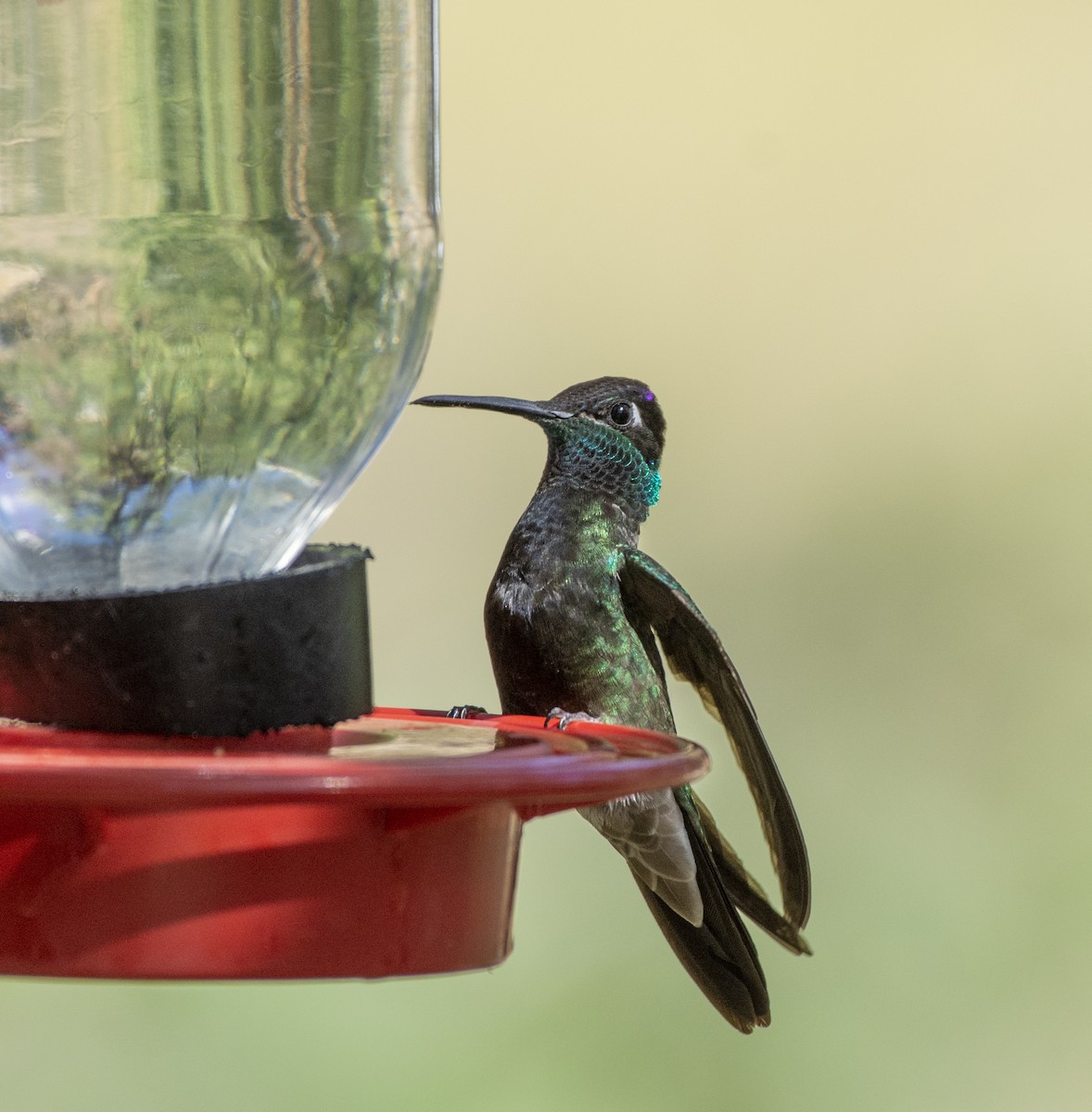 kolibřík skvostný - ML340491211