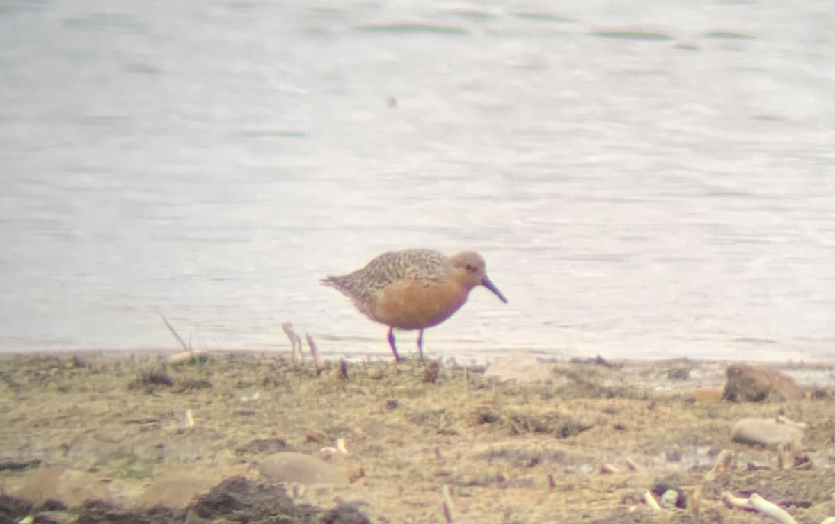 Red Knot - ML340492051