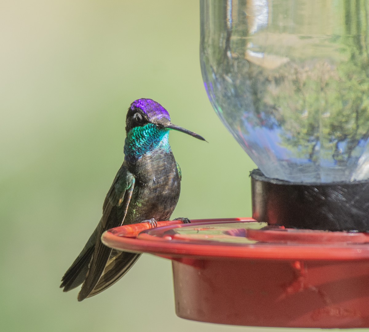 kolibřík skvostný - ML340492481