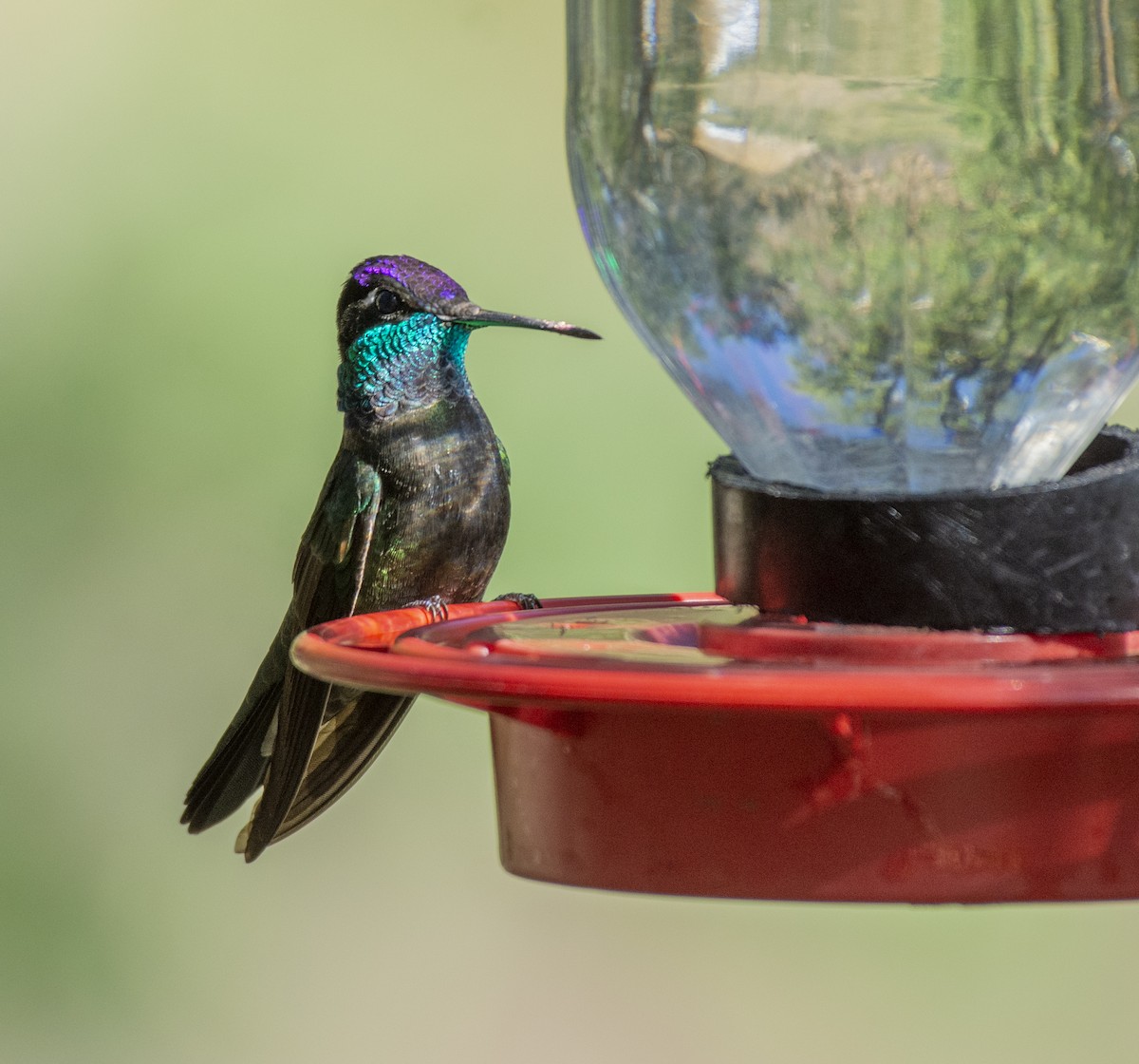 kolibřík skvostný - ML340492521