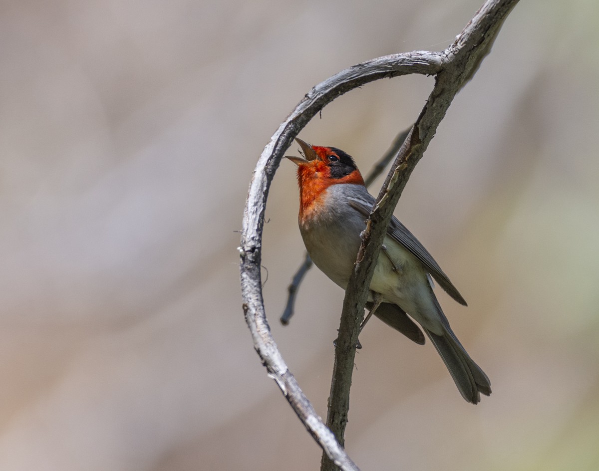 Red-faced Warbler - ML340492901