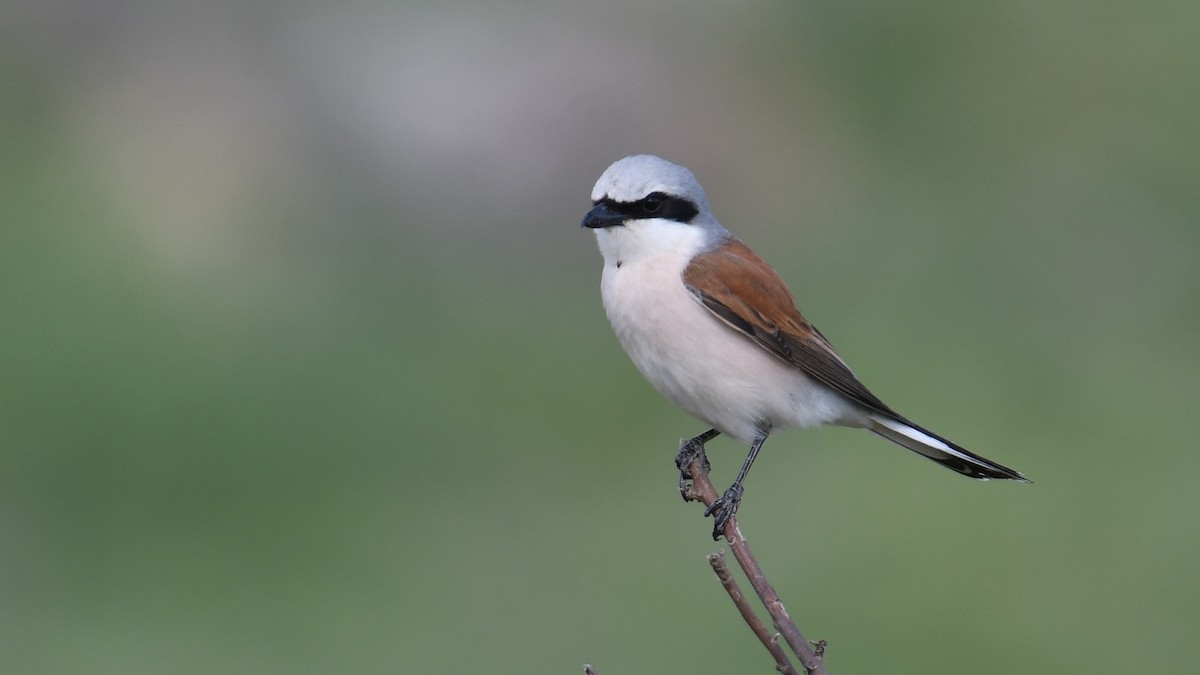 Red-backed Shrike - Çağan Abbasoğlu